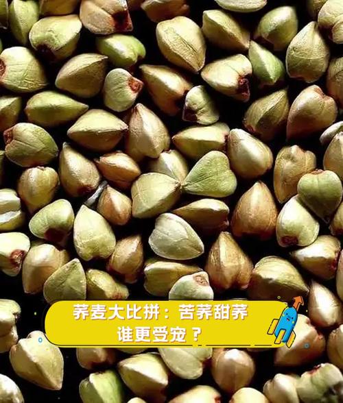 荞麦大比拼:苦荞甜荞,谁更受宠?